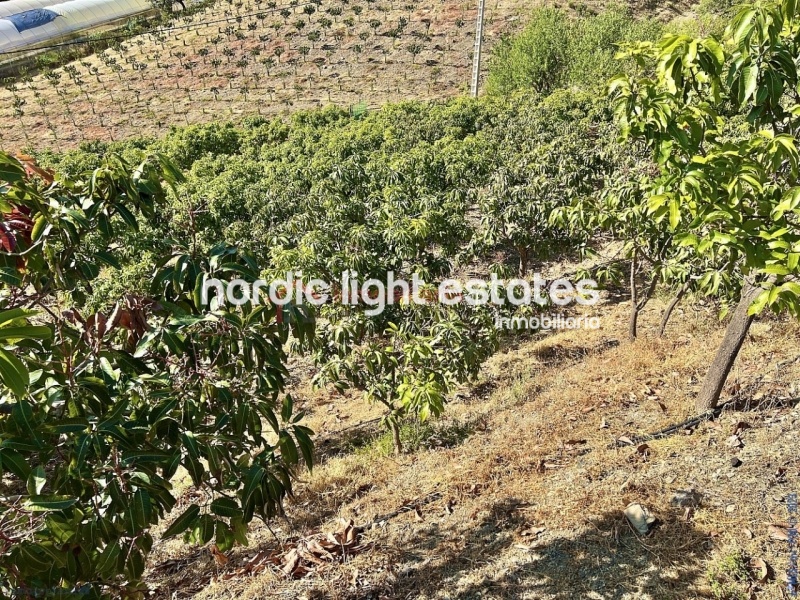 Propiedades similares Linda casa de campo con 500 mangos