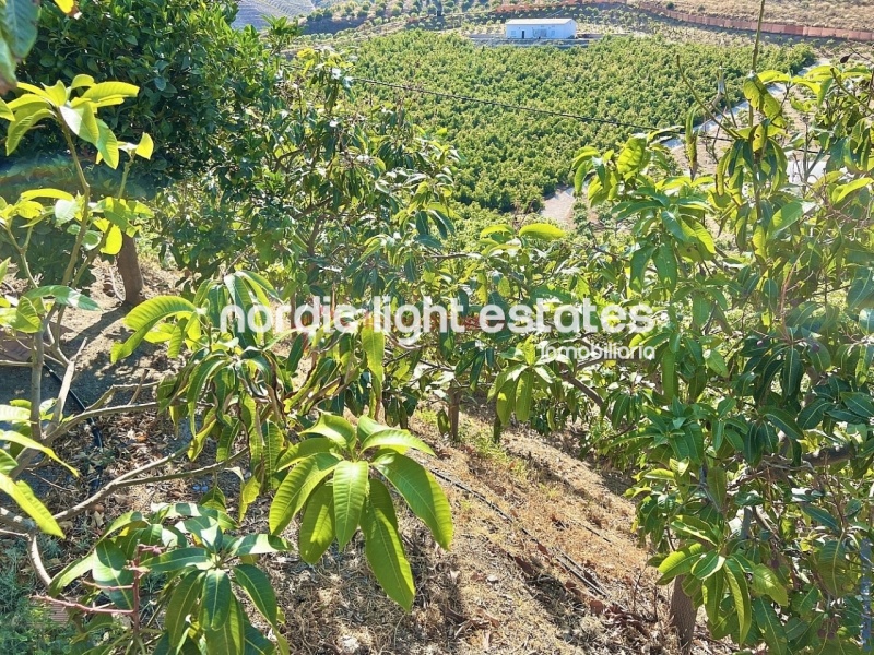 Propiedades similares Linda casa de campo con 500 mangos