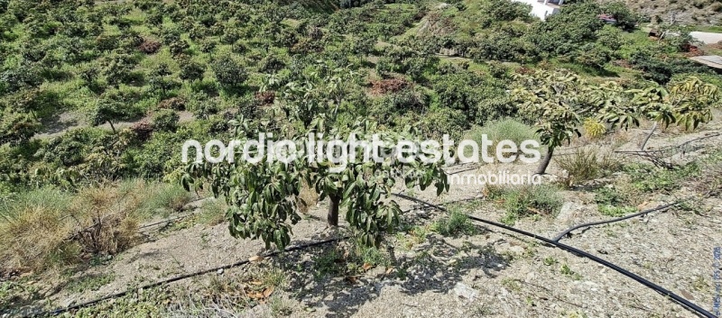 Finca rústica de 23.600 m2 en plena producción con gran casa para terminar