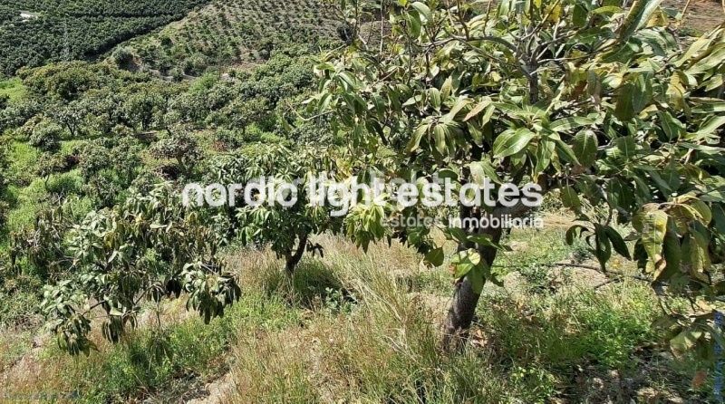 Finca rústica de 23.600 m2 en plena producción con gran casa para terminar