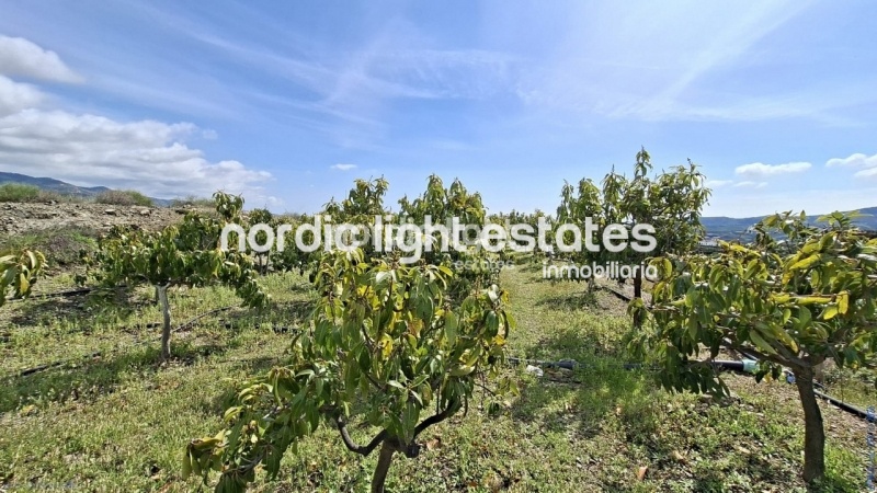 Finca rústica de 23.600 m2 en plena producción con gran casa para terminar