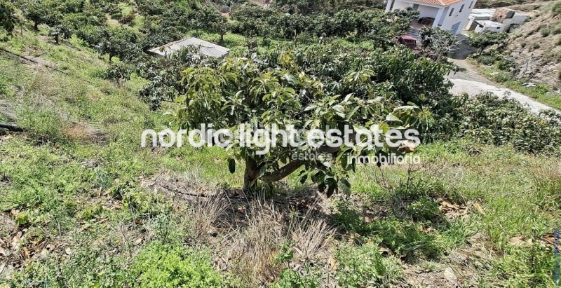 Finca rústica de 23.600 m2 en plena producción con gran casa para terminar