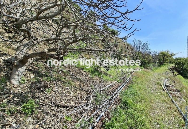 Finca rústica de 23.600 m2 en plena producción con gran casa para terminar